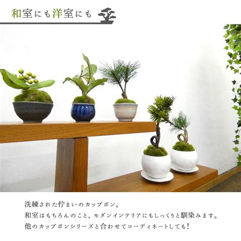 【楽天市場】フェイクグリーン 造花盆栽 人工観葉植物 ぐいのみ3個セット 松 吹き流し サンキライ クチナシ 美濃焼 インテリアグリーン 和