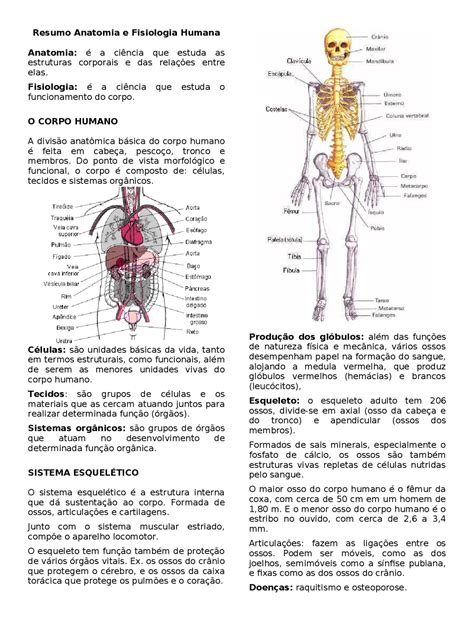 Resumo Anatomia E Fisiologia Humana Resumos Anatomia Docsity
