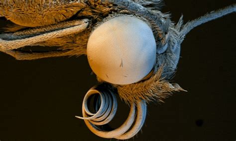 A Microscopic View Of A Glasswinged Butterfly From Incredible New High
