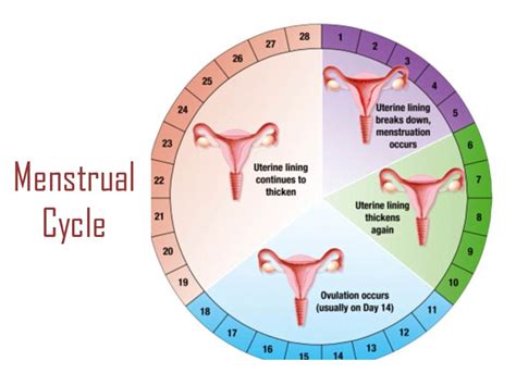 My Fertility Manual Fertility Forums Infertility Blogs A Guide On