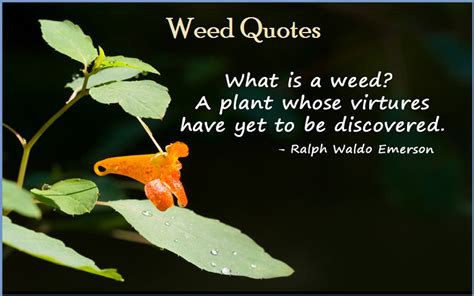 Maybe you would like to learn more about one of these? Best and Catchy Motivational Weed Quotes And Sayings