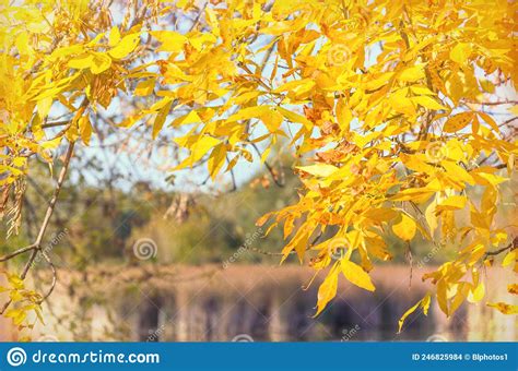 Yellowing Autumn Leaves Stock Photo Image Of Leaves 246825984