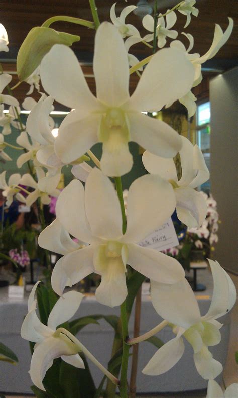 Plant Photography Dendrobium White Fairy Orchid Cultivar