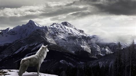 Cool Pictures Of Wolves Wallpapers 59 Images