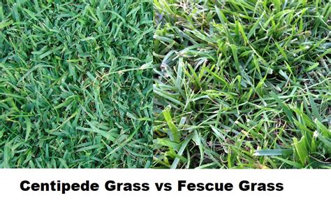 Centipede Grass Vs Fescue Grass The Great Lawn Debate