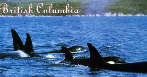 Mail Adventures Orcas From British Columbia
