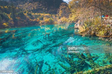 Jiuzhaigou Valley Forest Photos And Premium High Res Pictures Getty