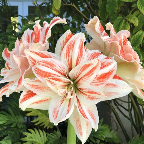Red And White Double Amaryllis Bulbs For Sale Dancing Queen Easy To