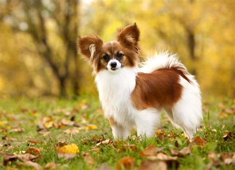 Find Your Papillon Puppy For Sale In Georgia
