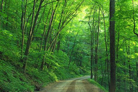 무료 이미지 경치 나무 통로 황야 도로 꼬리 햇빛 고독 여행 교통 환경 녹색 밀림 풍경화 풍부한