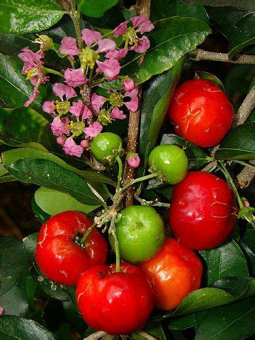 Flowers And Fruits Of Acerola Malpighia Emarginata Malpighia Glabra