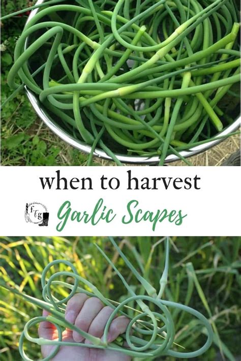 When To Harvest Garlic Scapes And Recipes Veg Garden Food Garden