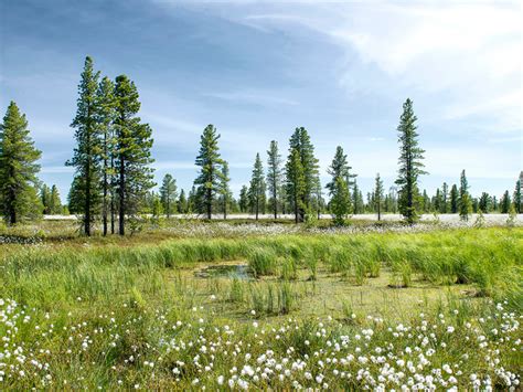 Wallpaper Forest Swamp North Siberia Purovskiy District As Cotton Grass