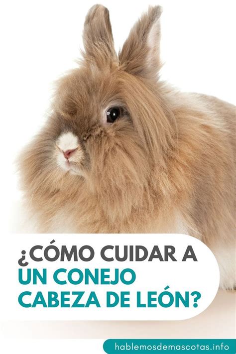 ¿cómo Cuidar A Un Conejo Cabeza De León Mascotas Conejos León