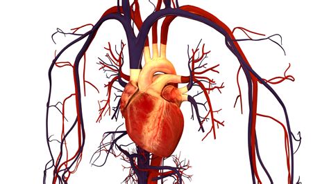 File Human Heart And Circulatory System Png