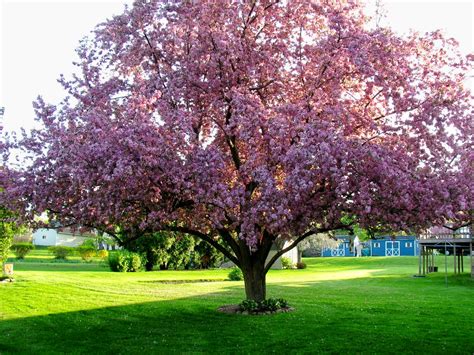Cherry Blossom Tree In Geneva Courtesy Nancy Coluzzi Flickr