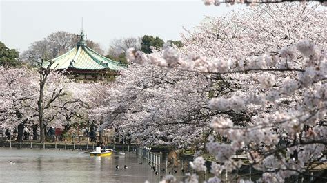 Japans Top 100 Blossoms Ueno Park Tokyo