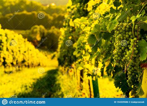 Panorama View At South Styria Vineyard Fields In Sunset Sun In Summer