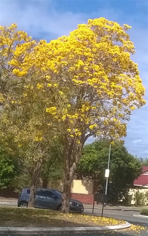 You can't go to eat street without trying the food. Brisbane Street Trees: Golden Trumpet Tree. Tabebuia. Ipê