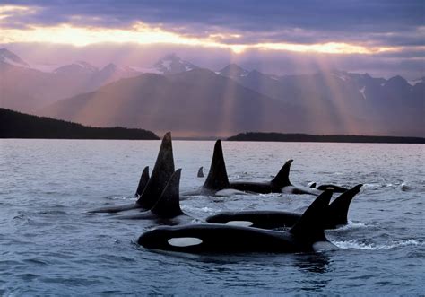 10 Adventures To Try In The San Juan Islands Whale Orca Orca Whales
