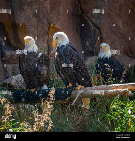 Two Bald Eagles Haliaeetus Leucocephalus Sitting On A Branch Grizzly