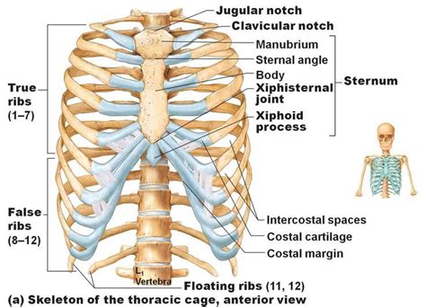 Rib Cage Kl Axial Skeleton Rib Cage Anatomy Human Anatomy Physiology