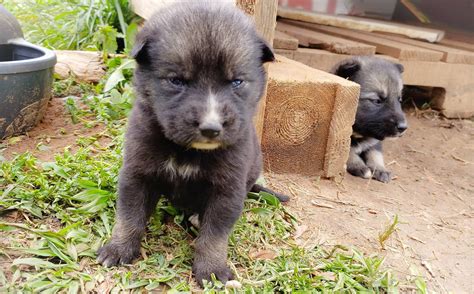 This breed should only be bathed when necessary. Two Gerberian Shepsky puppies. : puppies