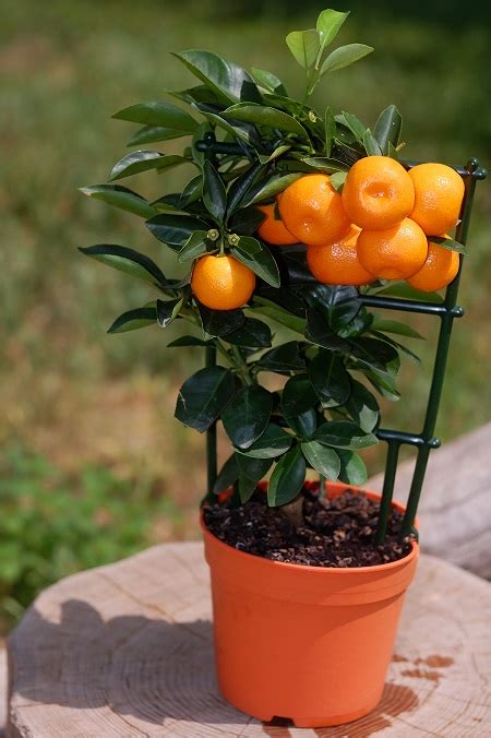 Miniature Garden Why Not Dwarf Fruit Trees The Sustainability Box