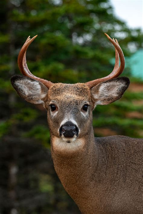 Getting Ready For White Tailed Deer Hunting On Anticosti Island Blog