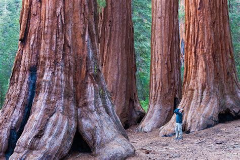find out about california s fabulous redwood forests including where to go to see the tallest