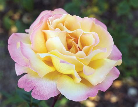 Peace Star® Roses And Plants