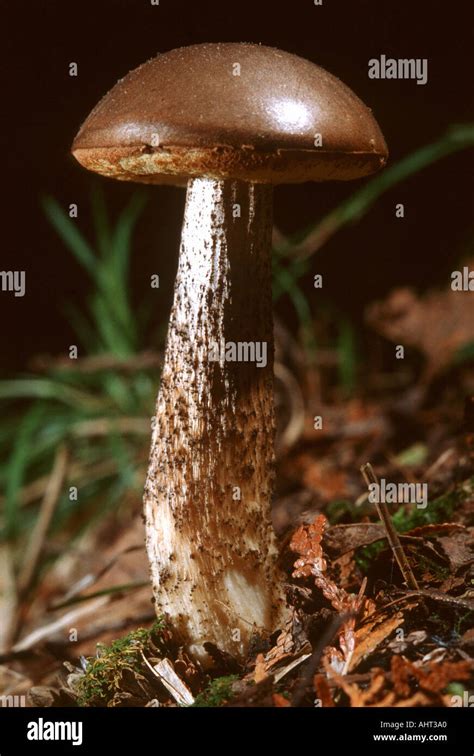 Michigan Mushrooms In The Wild Stock Photo Alamy