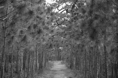 Wild Paths In The Forest Black And White Tone Stock Photo Image Of