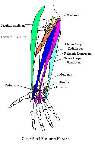Here you can see all the extensor forearm muscles clearly labeled. ForearmSuperficialFlexorsComplete