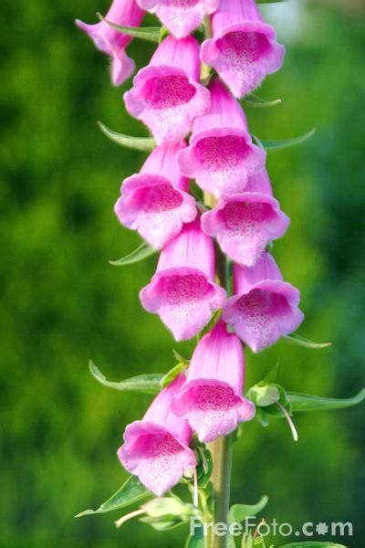 31 Days 31 Flowers Teaching Kids About The Foxglove Stylish Life