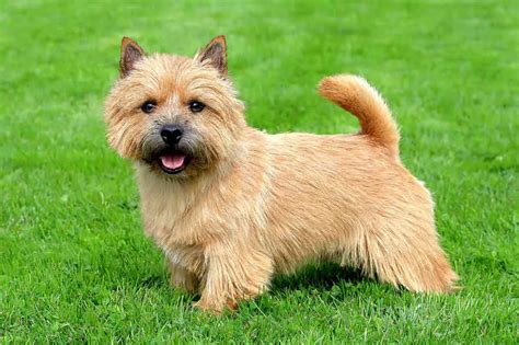 Best Small Dogs That Dont Shed Popular Hypoallergenic Breeds