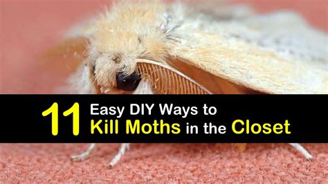 11 Easy Diy Ways To Kill Moths In The Closet