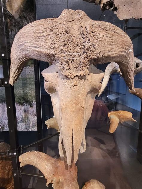 The Skull Of The Helmeted Muskox Bootherium Bombifrons Rpleistocene