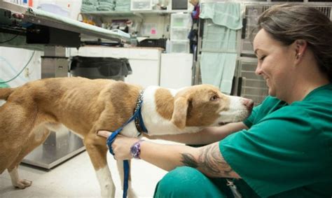 Jobs working with animals | Animal jobs" /></a></br><br />	<p>Jun 26, 2021?? Here are some high-paying jobs that can allow you to work with animals: 1. Animal control officer. National average salary: $76,883 per year. Primary duties: Animal control ?</p> </br><br />	<a href="https://www.kangan.edu.au/assets/images/blog/Popular-Jobs-Working-with-Animals/2.jpg"><img src="https://tse2.mm.bing.net/th?id=OIP.eWE63e-Cmtig3uu44es4CwHaE7&pid=15.1" alt=
