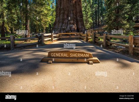 The Iconic General Sherman Tree Sequoia National Park California Usa