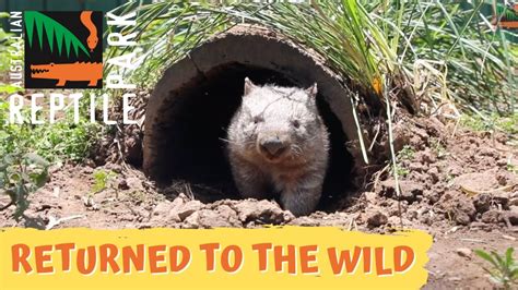 Wombat Returns To The Wild The Australian Reptile Park Youtube