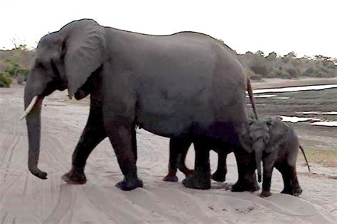 Baby Elephant Sneezes In Front Of Tourists His Hilarious Reaction