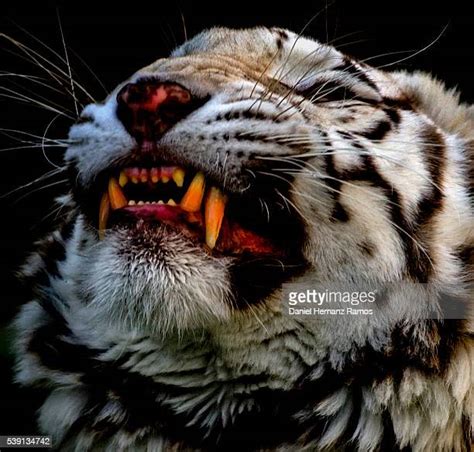 Bengal Tiger Panthera Tigris Tigris Baring Teeth Close Up Fotografías E