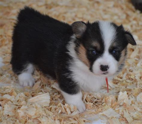 Dallas / fort worth, tx. Pembroke Welsh Corgi puppy dog for sale in Calhan, Colorado