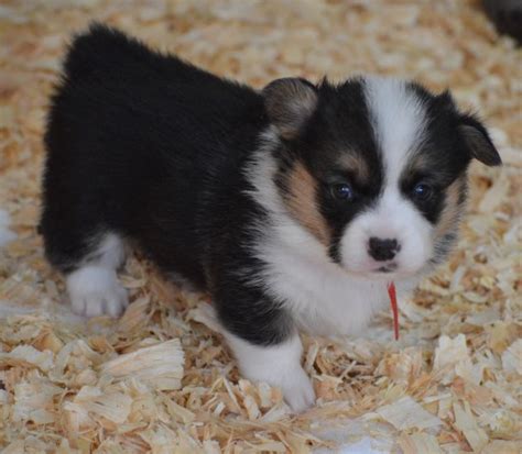 Available to pick up 2/26/2021. Pembroke Welsh Corgi puppy dog for sale in Calhan, Colorado