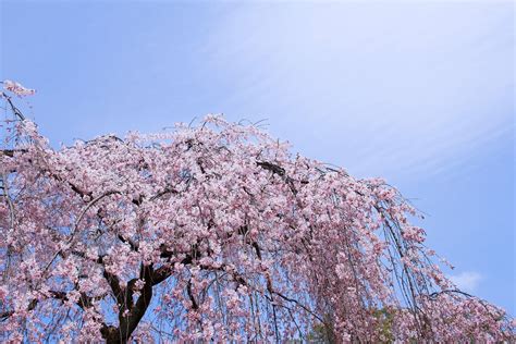 Weeping Flowering Cherry Tree Varieties Flowering Cherry Trees Grow