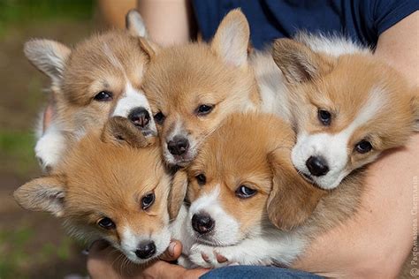 12 Signs You Are A Crazy Corgi Person