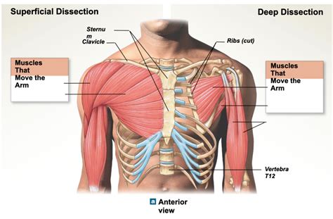 Human Chest Muscles Superficial Anterior Diagram Quizlet