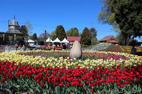 Tulip Time Scoops International Award Wingecarribee Shire Council