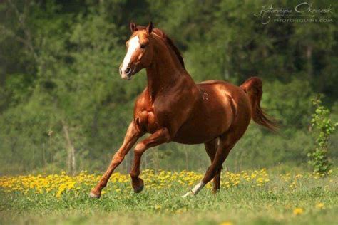 Worlds Most Beautiful Horse Breeds From Around The World Beautiful